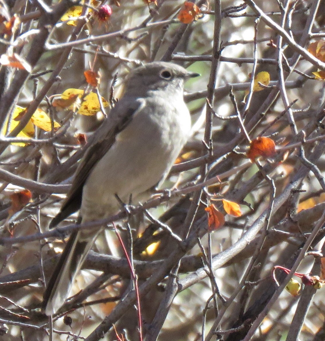 Townsend's Solitaire - ML610220003