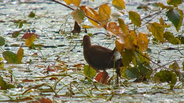 Purple Gallinule - ML610220036