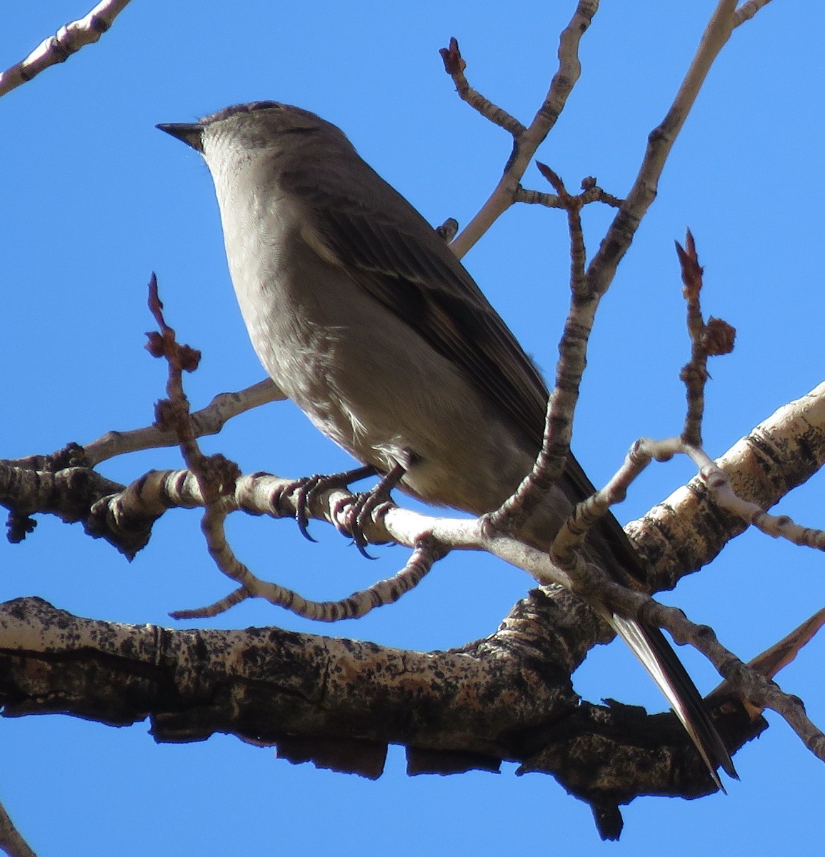 Townsend's Solitaire - ML610220037