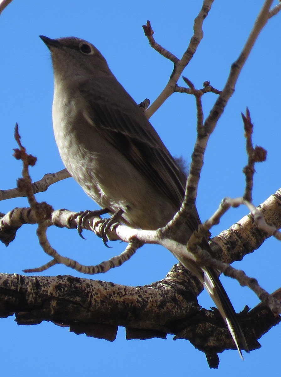Townsend's Solitaire - ML610220044