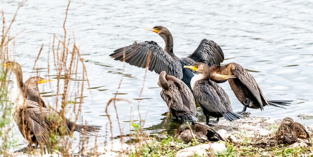 Cormoran à aigrettes - ML610220047