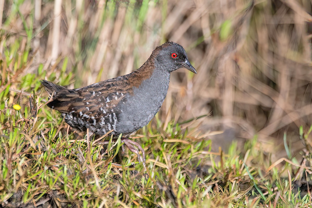 Dot-winged Crake - ML610220053