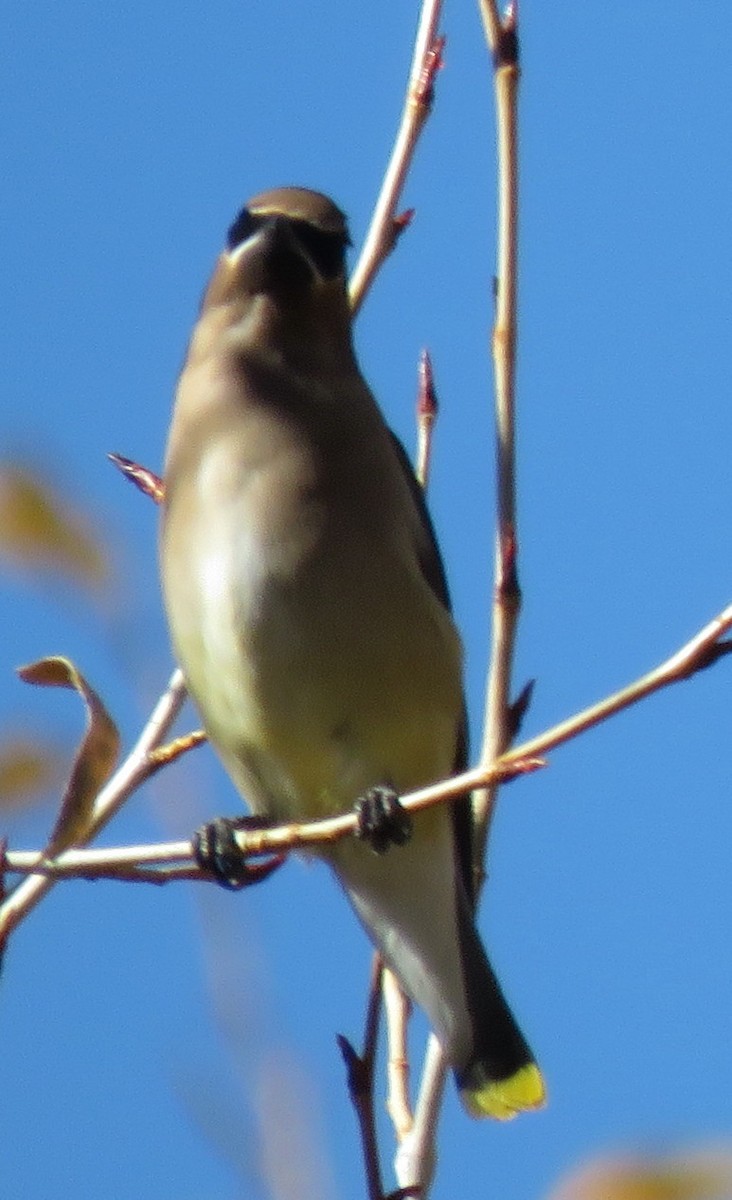 Cedar Waxwing - ML610220066