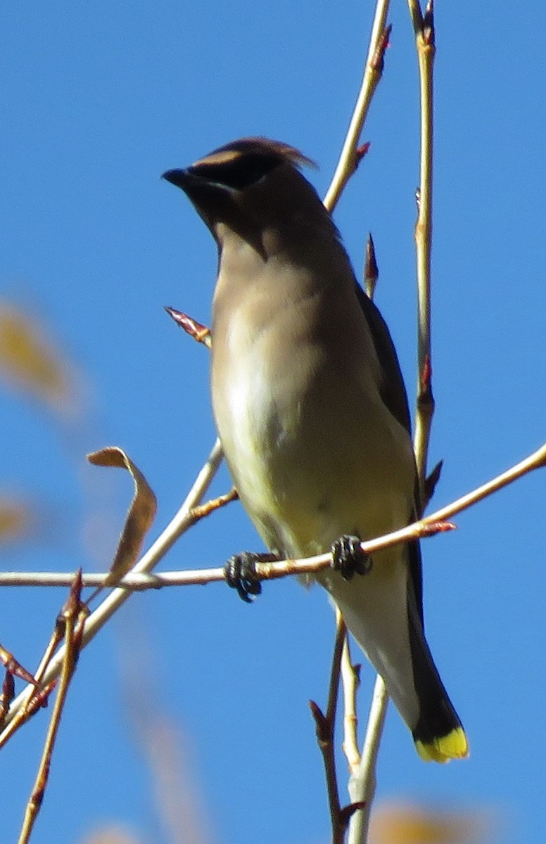 Cedar Waxwing - ML610220072