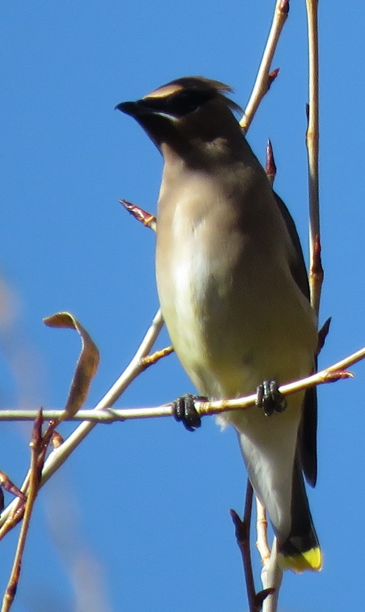 Cedar Waxwing - ML610220088