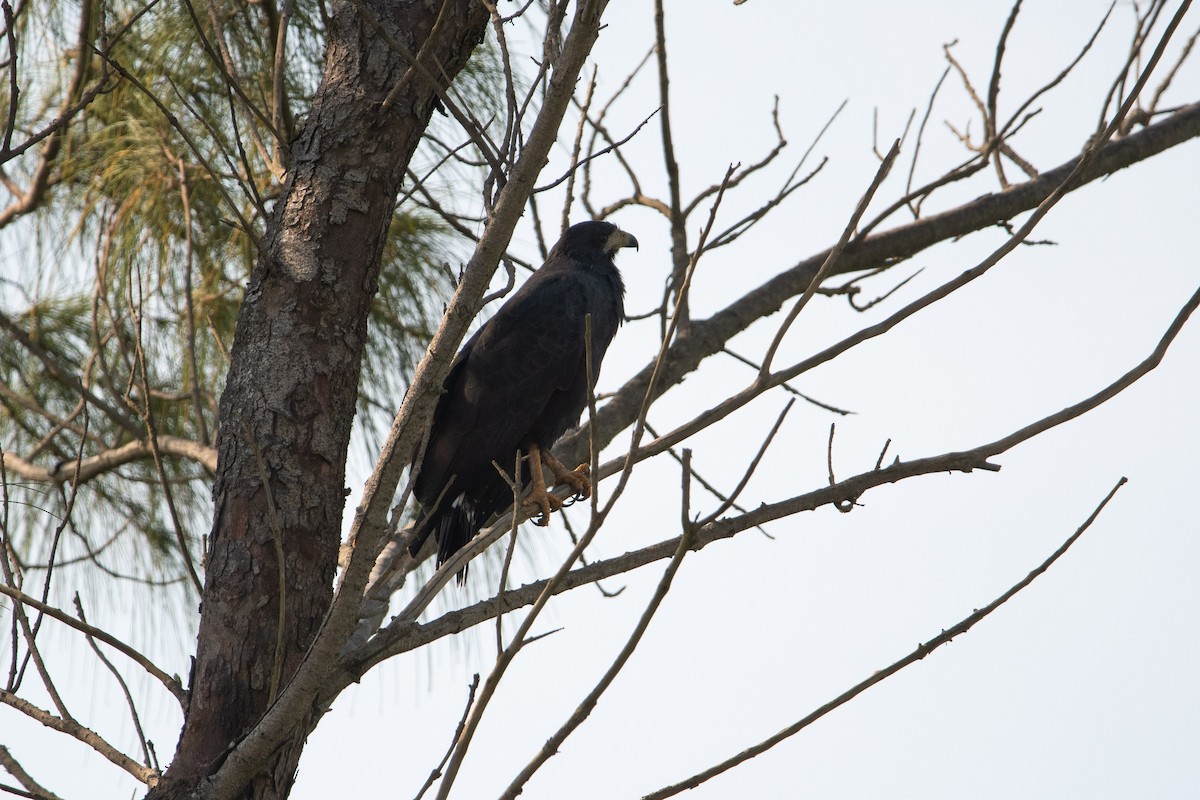 Common Black Hawk - ML610220092