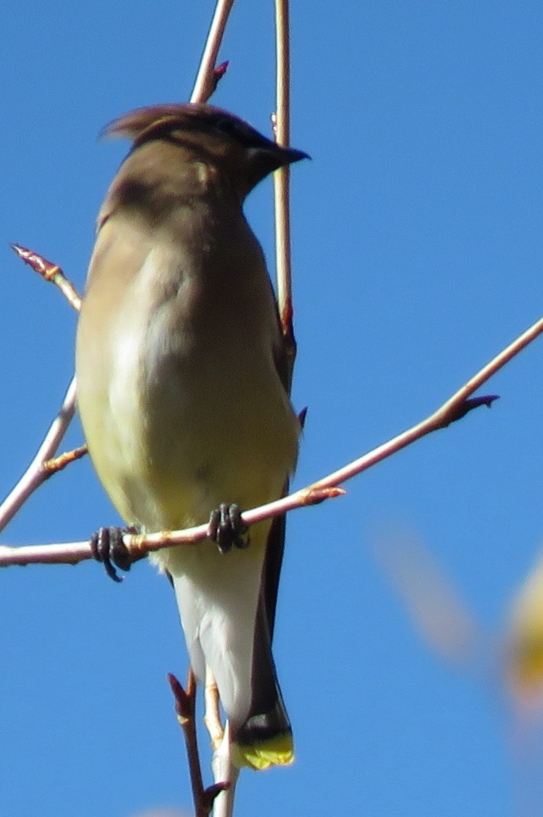 Cedar Waxwing - ML610220102