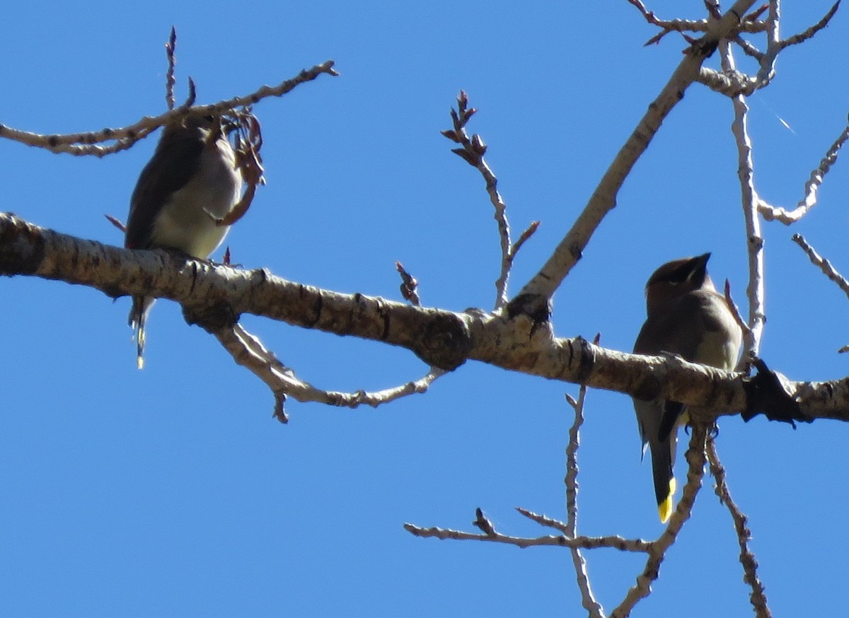 Cedar Waxwing - ML610220128
