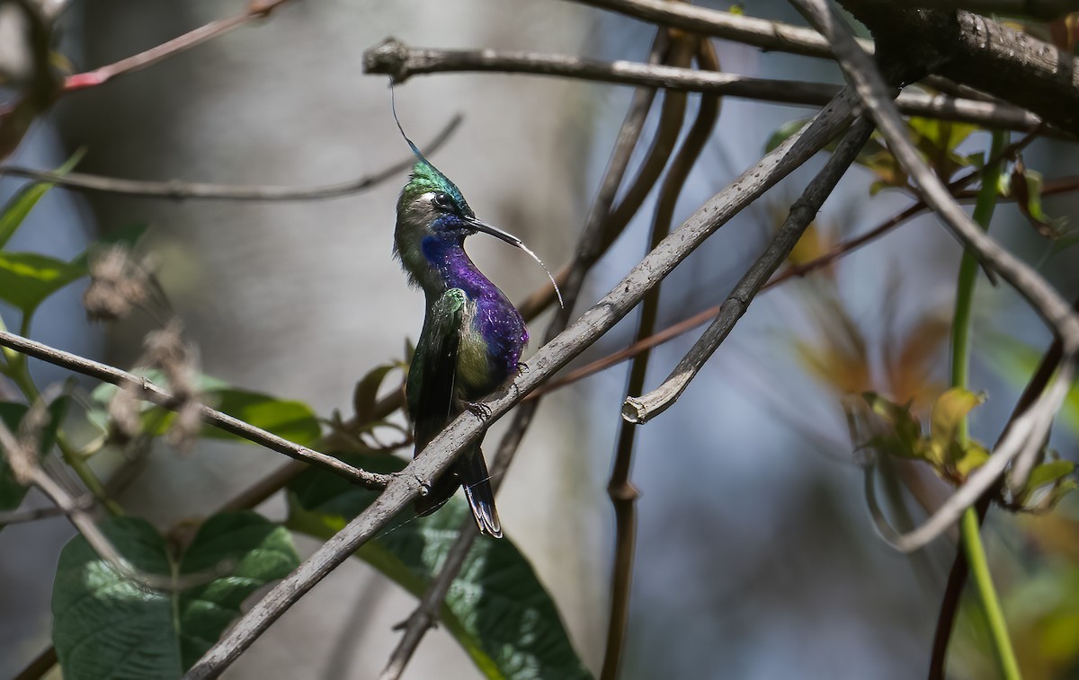 Green-crowned Plovercrest - ML610220185