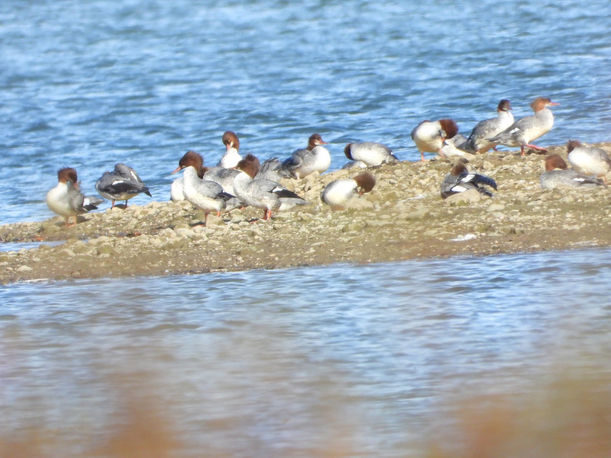 Common Merganser - ML610220221