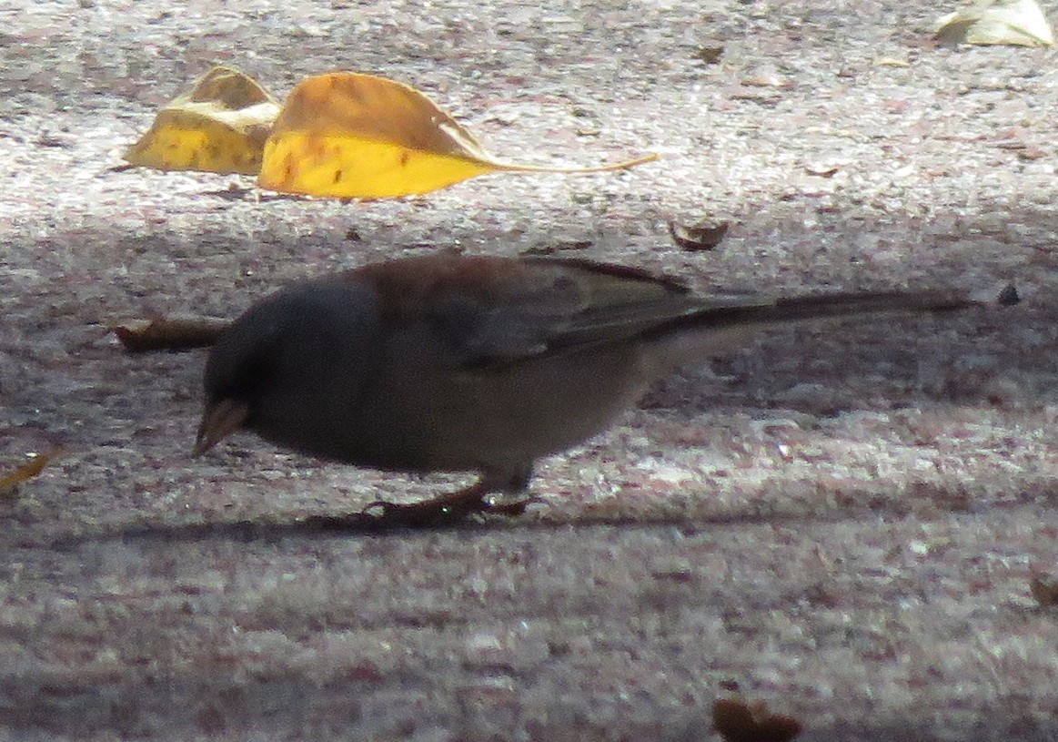 Dark-eyed Junco (Gray-headed) - ML610220229