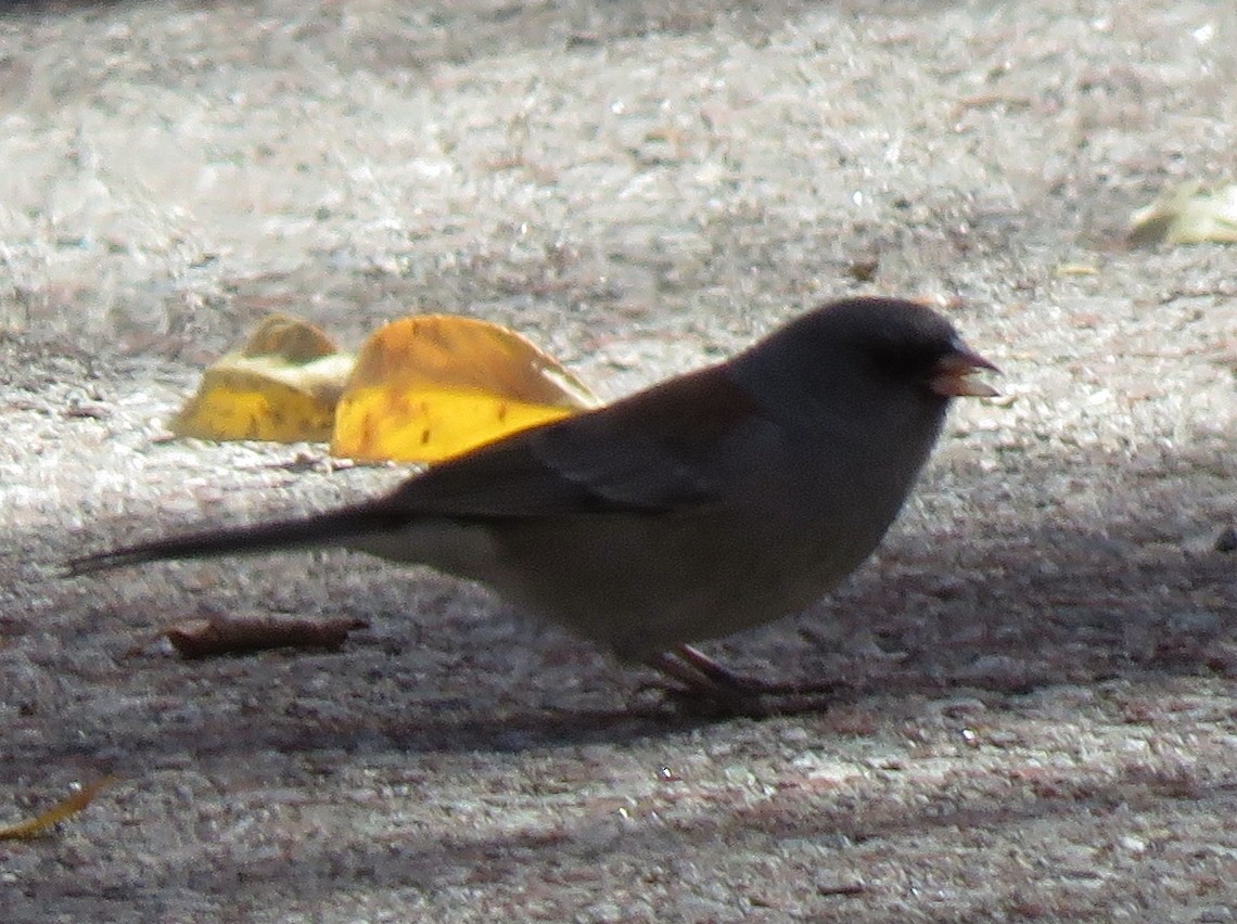 Dark-eyed Junco (Gray-headed) - ML610220248