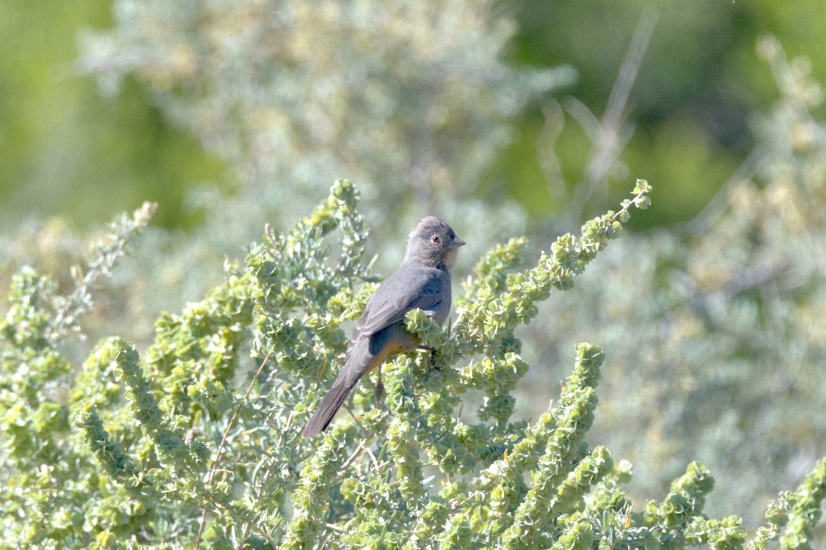 Canyon Towhee - ML610220252