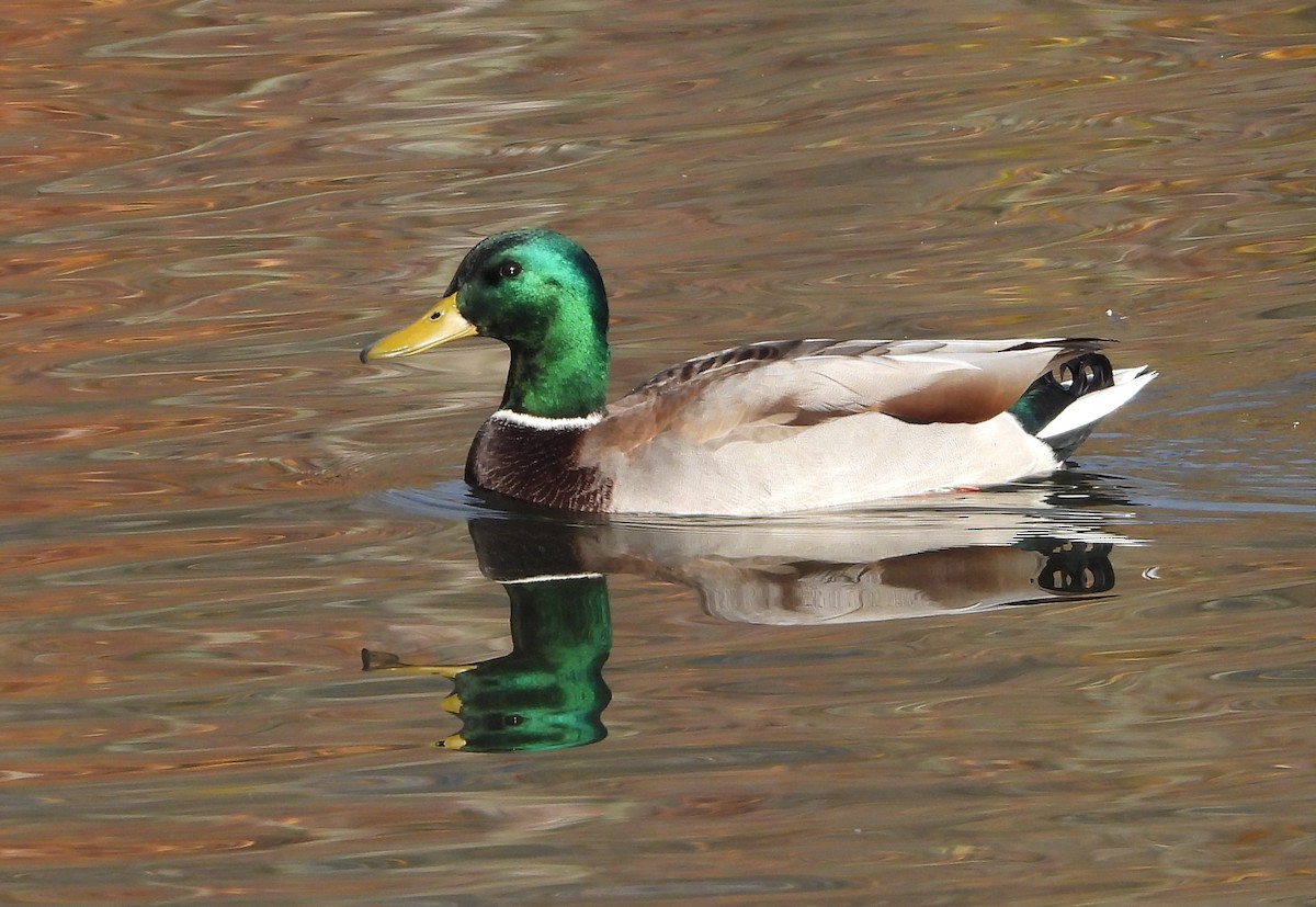 Mallard - Helen Diakow