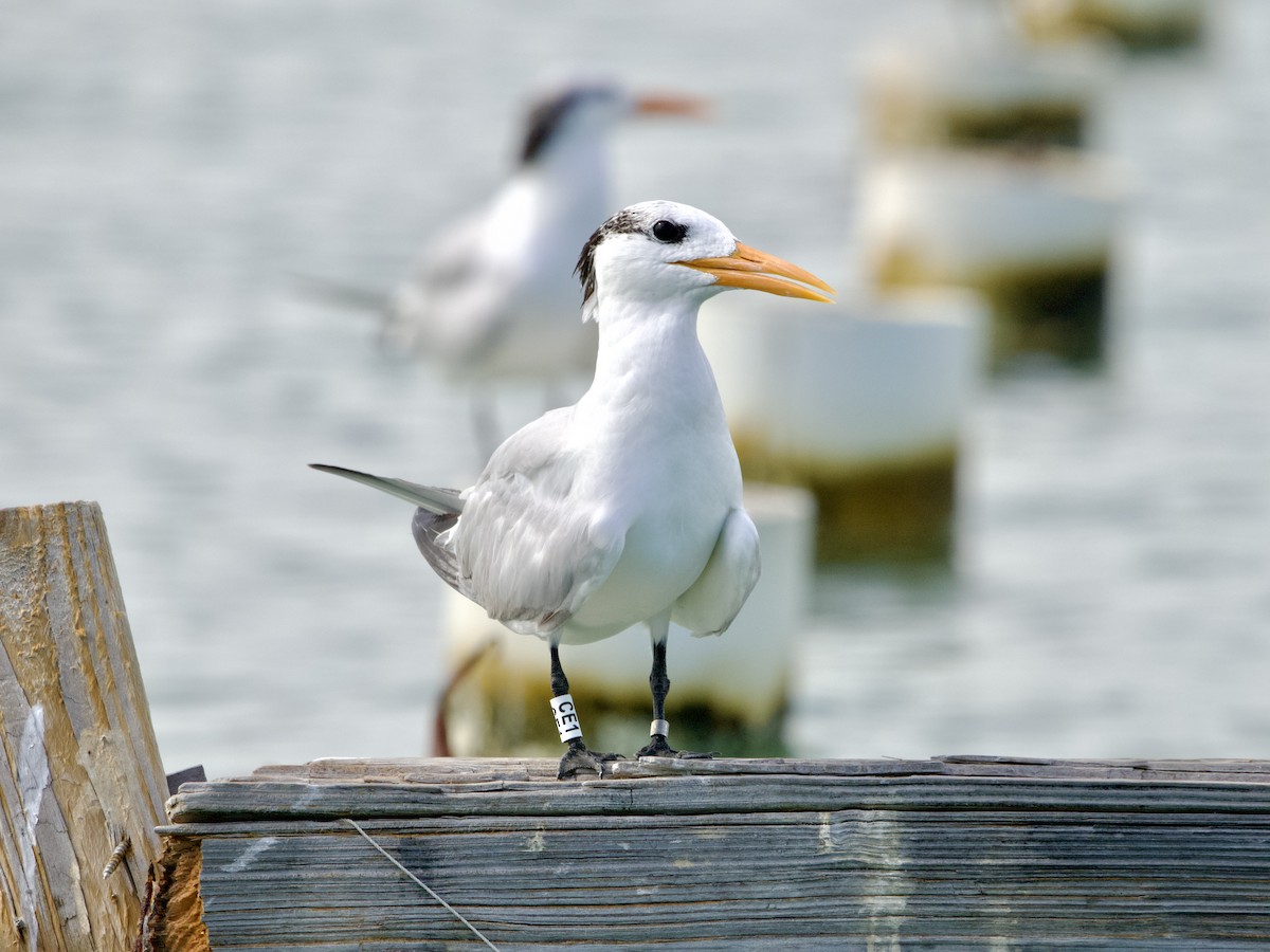 Royal Tern - Giovanna Rodríguez