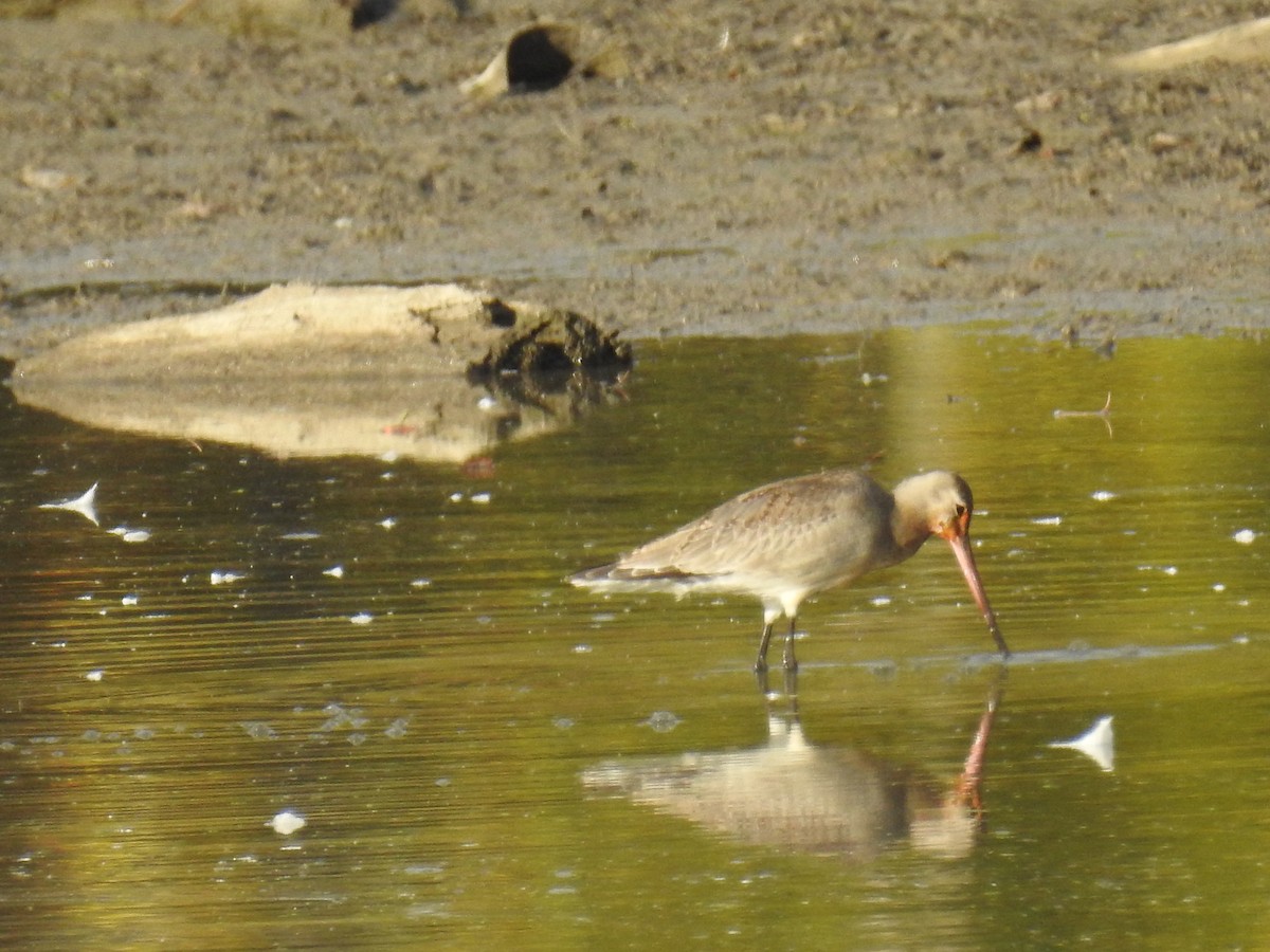 Hudsonian Godwit - ML610220431