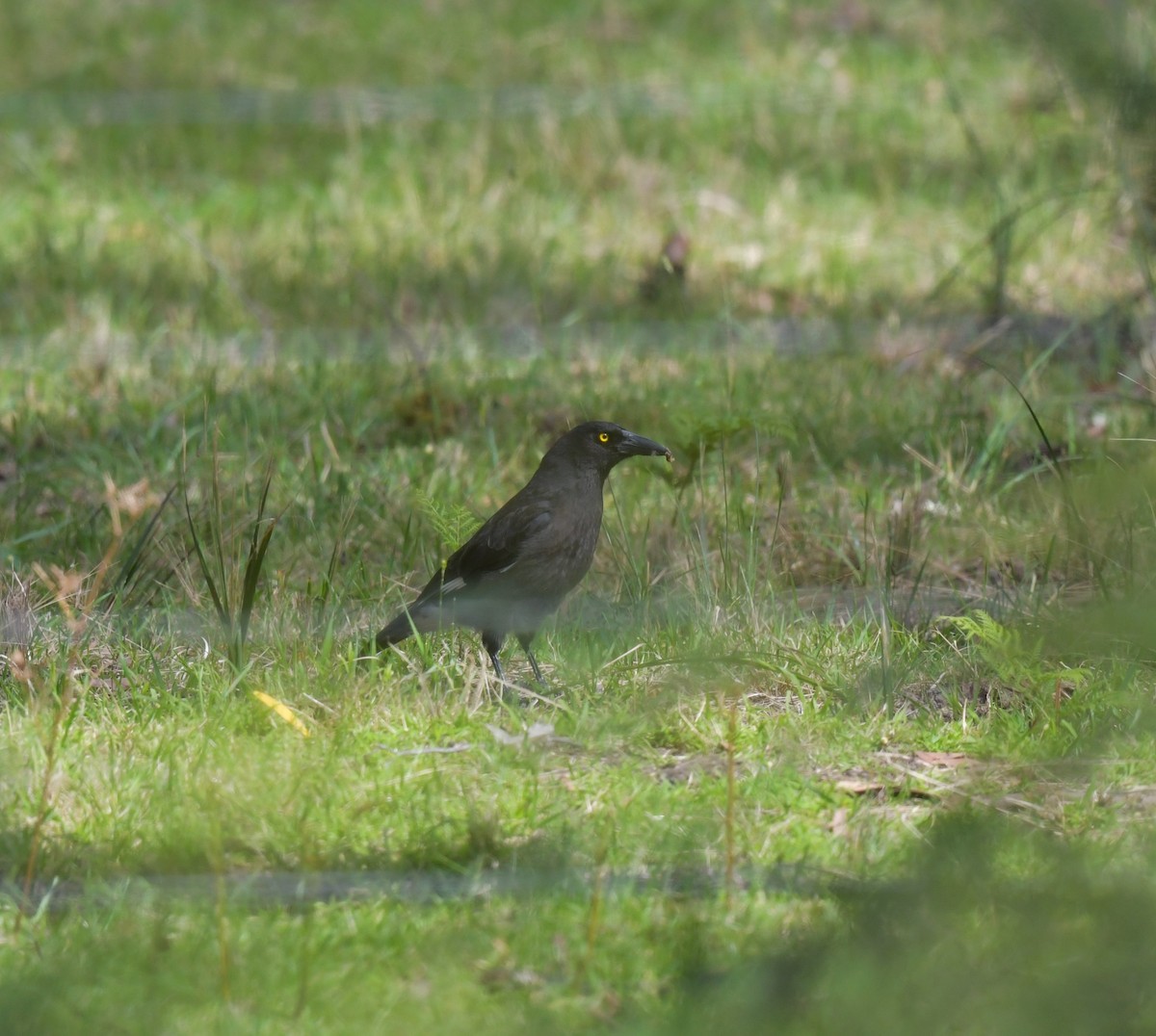 Pied Currawong - ML610220528