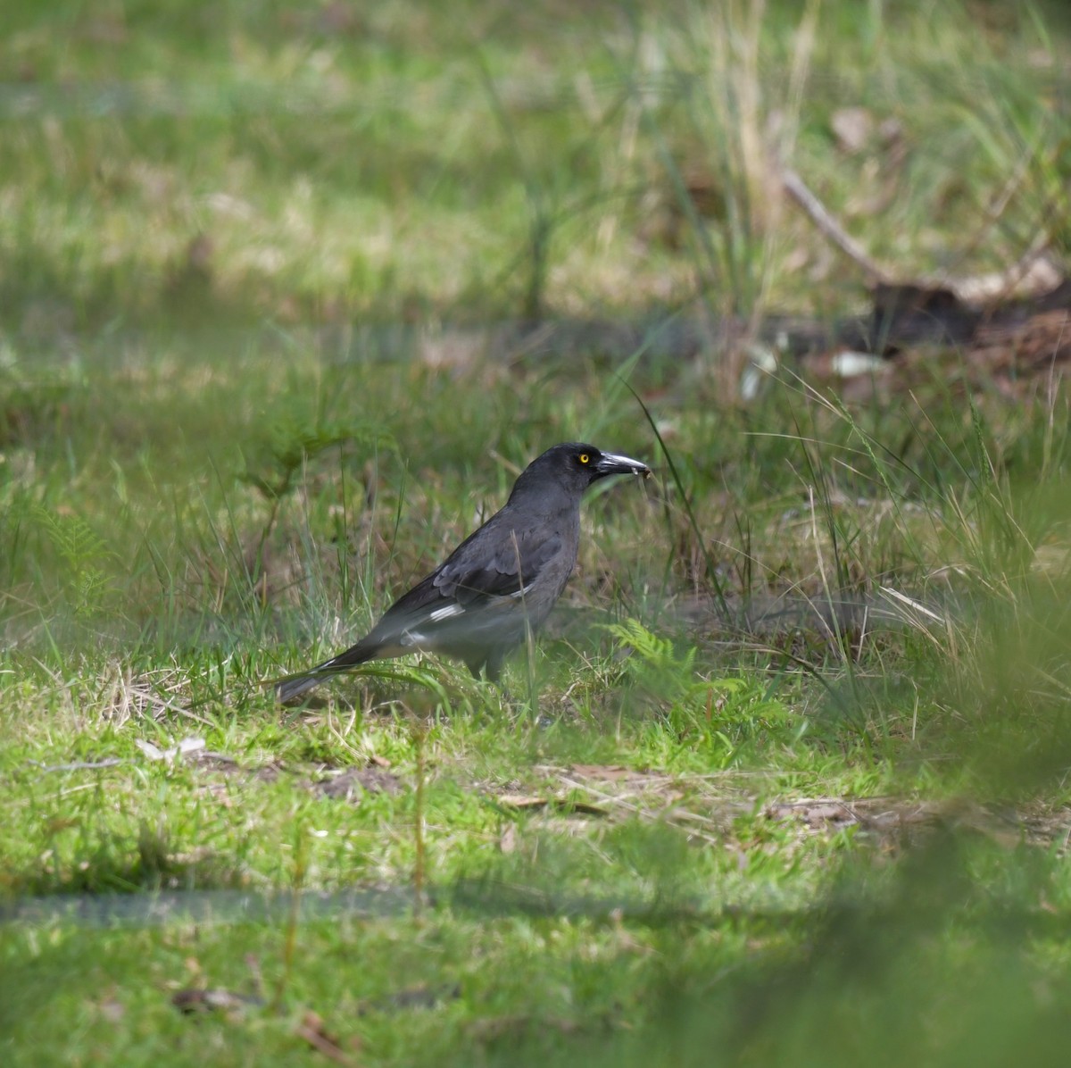 Pied Currawong - ML610220539