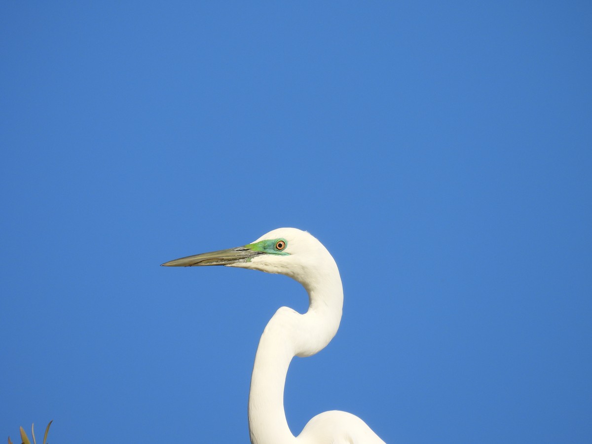 Great Egret - ML610220545