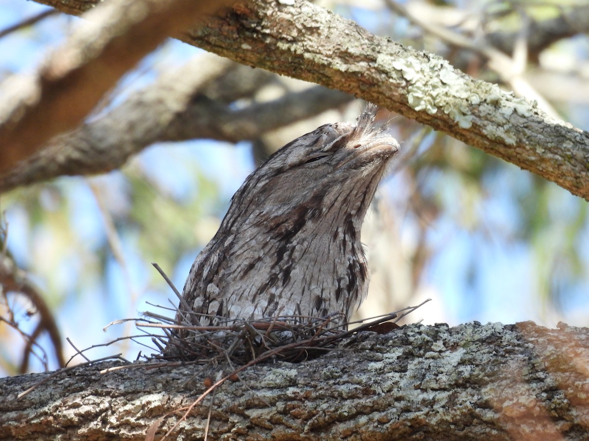 Tawny Frogmouth - ML610220551