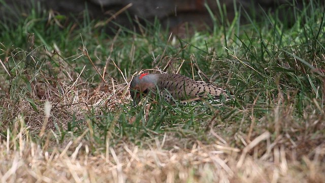 ハシボソキツツキ（auratus／luteus） - ML610220822