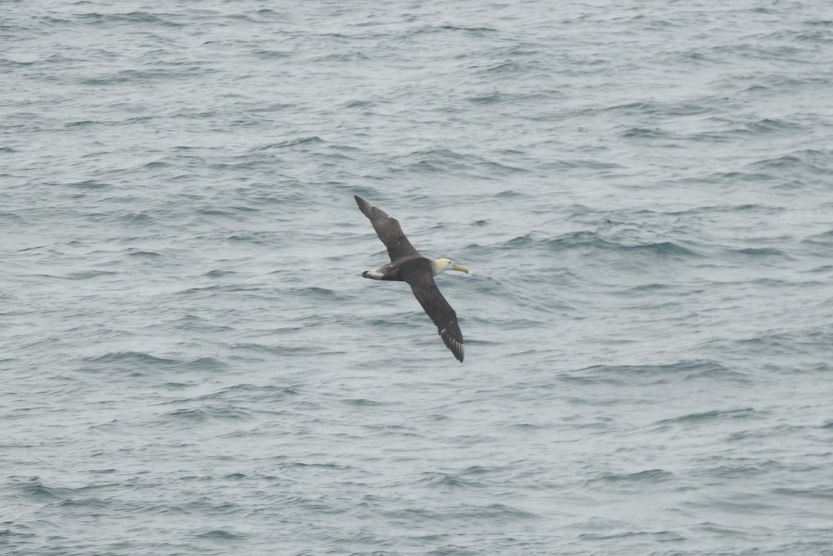 Waved Albatross - Noam Markus