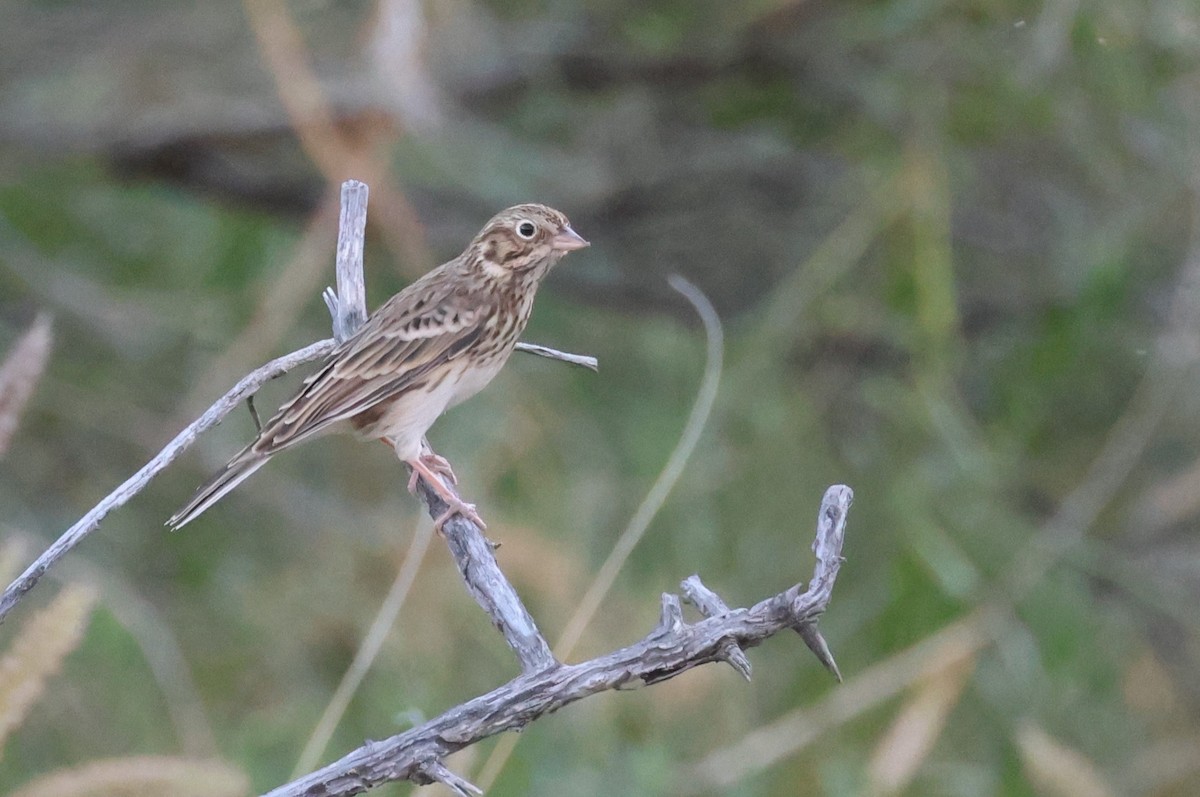 Vesper Sparrow - ML610220881