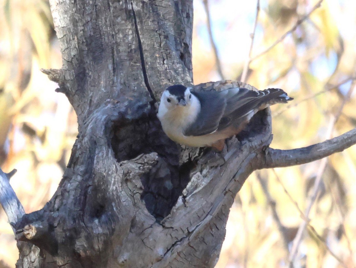 White-breasted Nuthatch - ML610220955