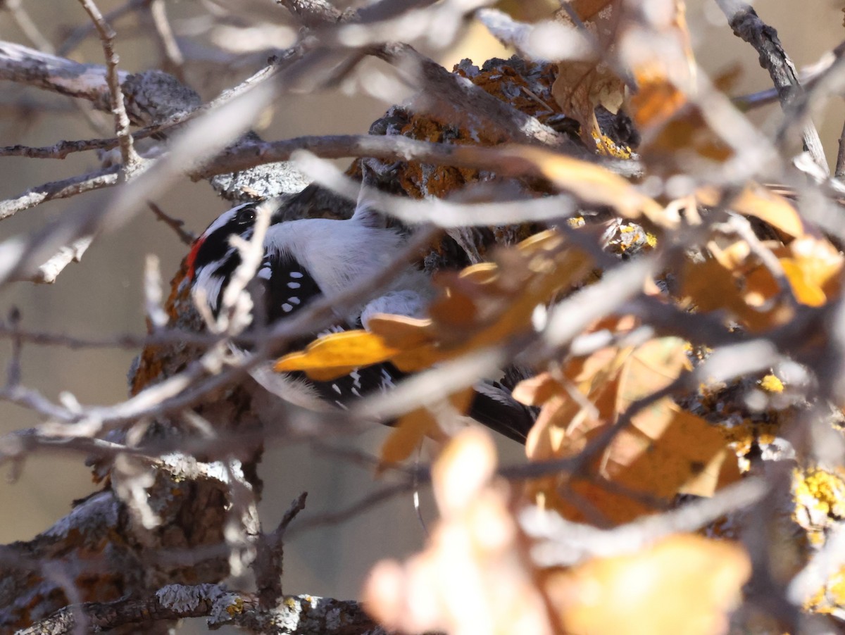Downy Woodpecker - ML610221008