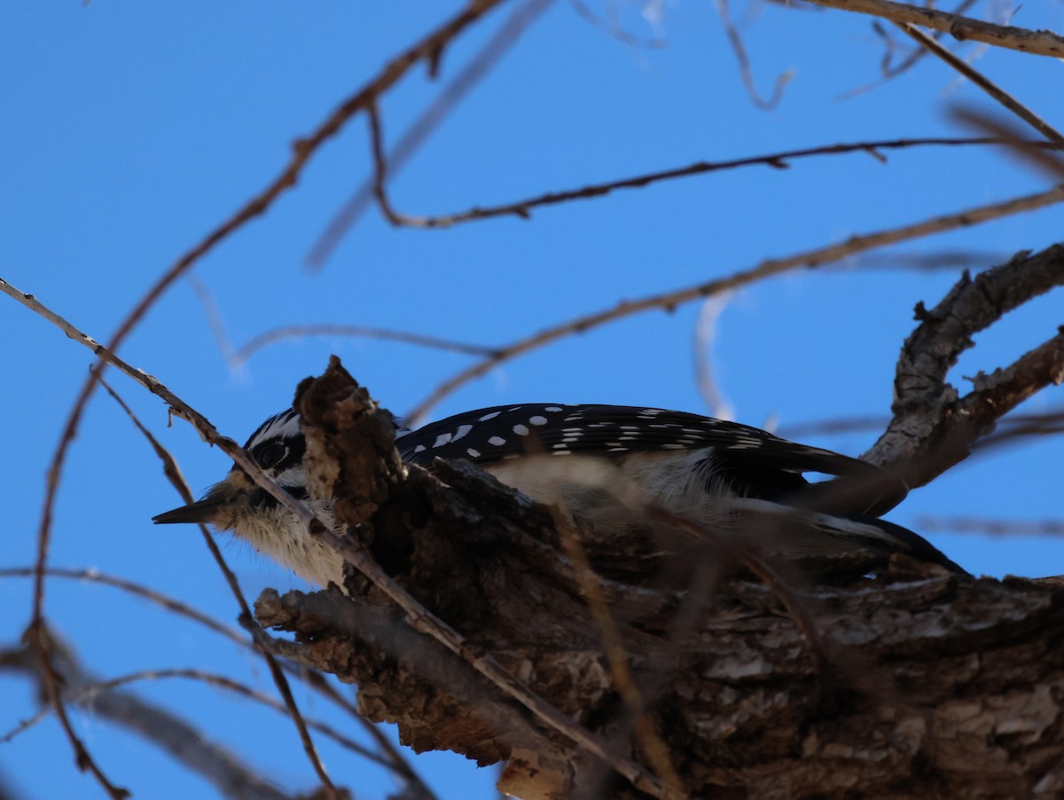 Downy Woodpecker - ML610221009