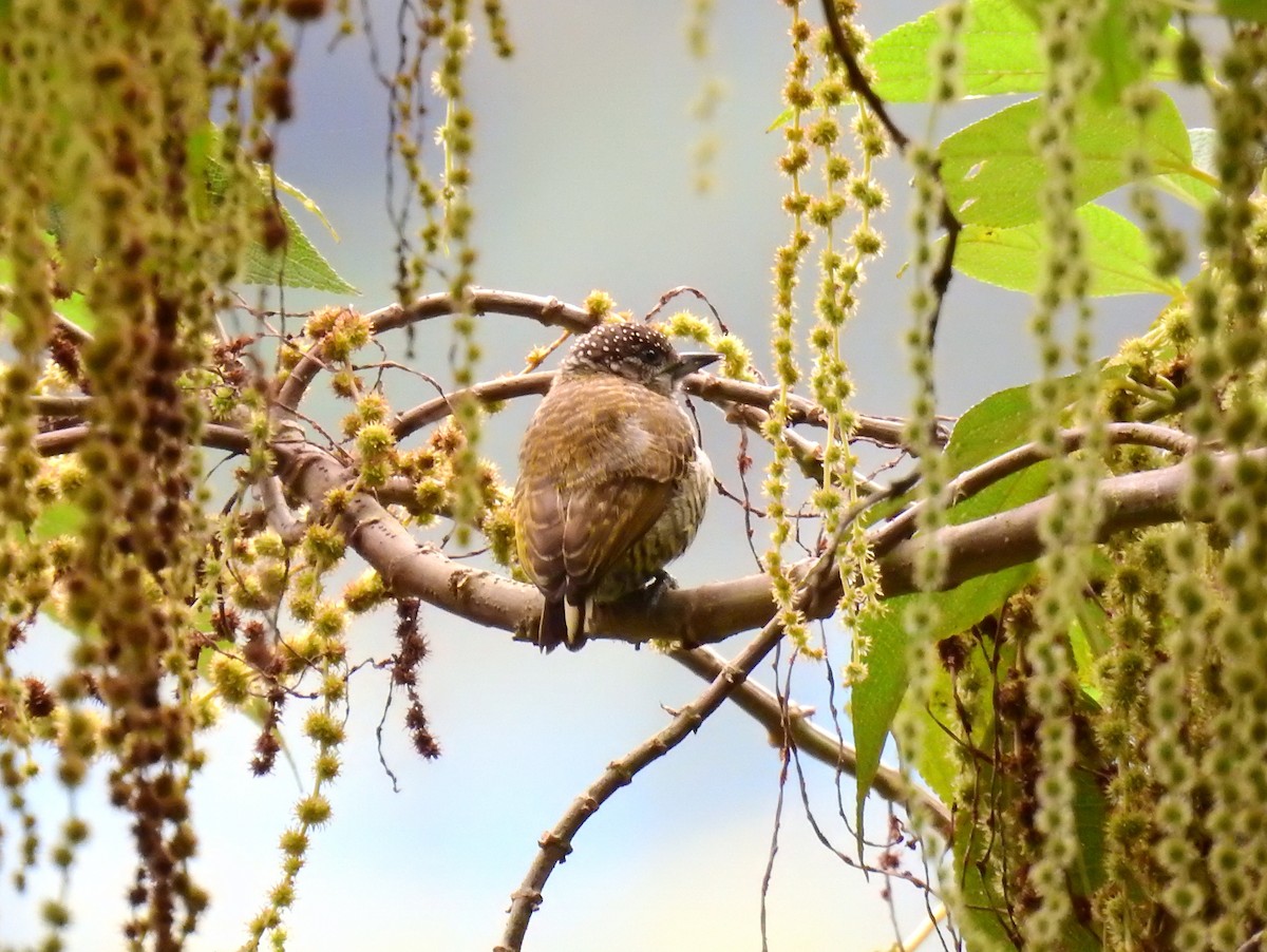 Lafresnaye's Piculet - ML610221046