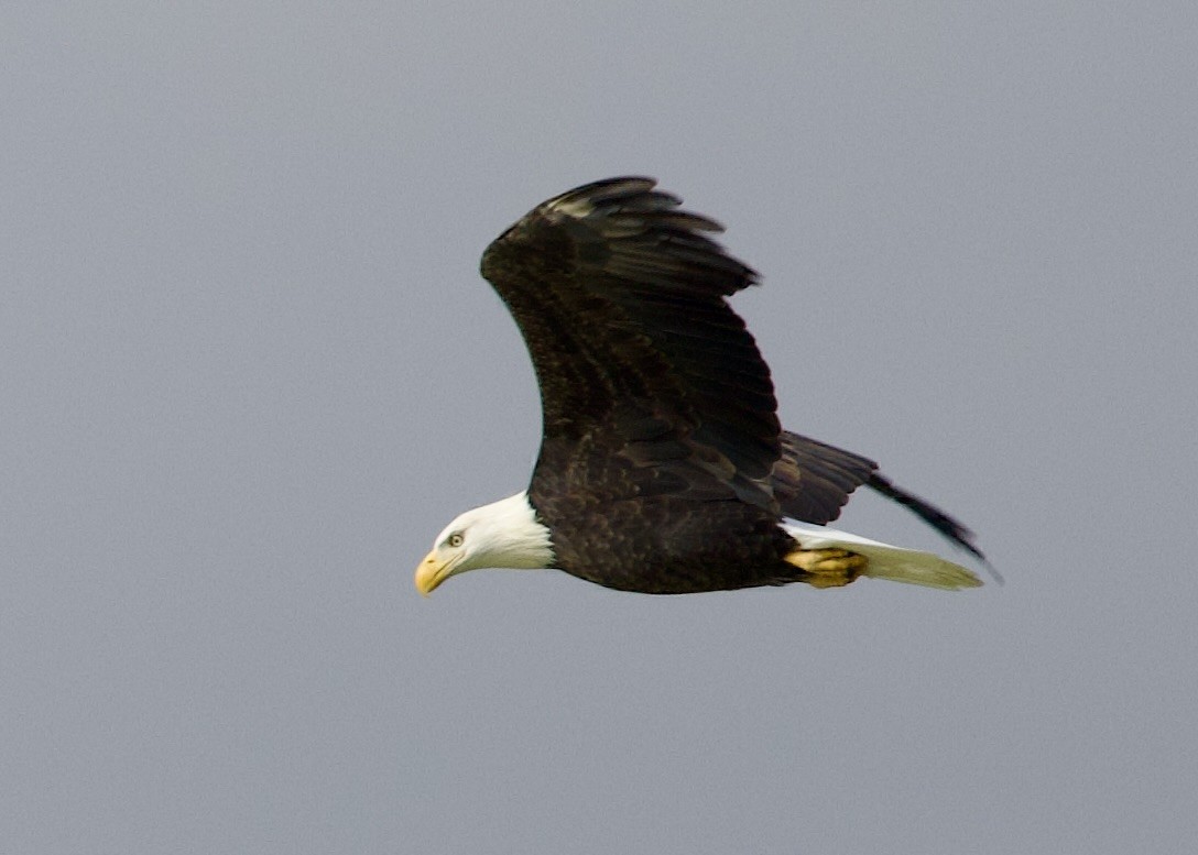 Bald Eagle - ML610221064