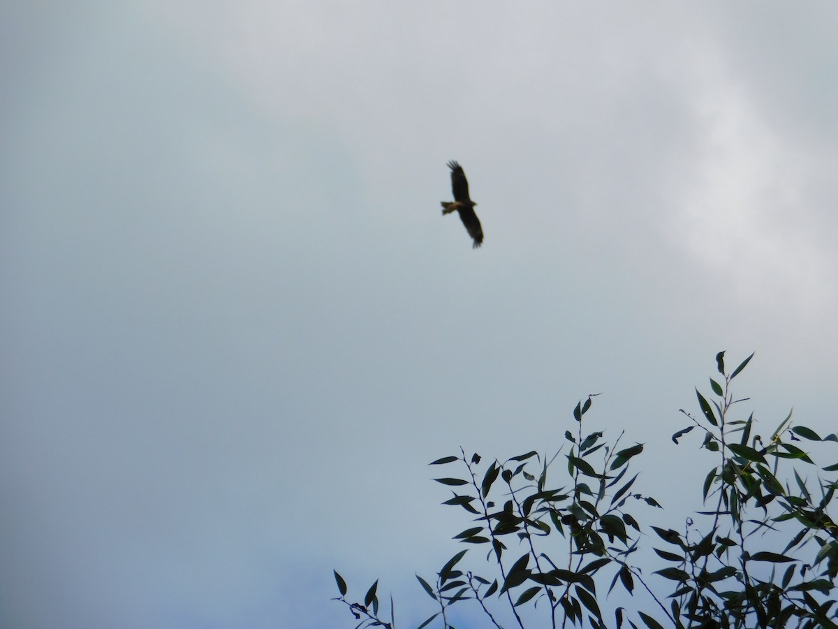 Black Kite - Anna Yudina