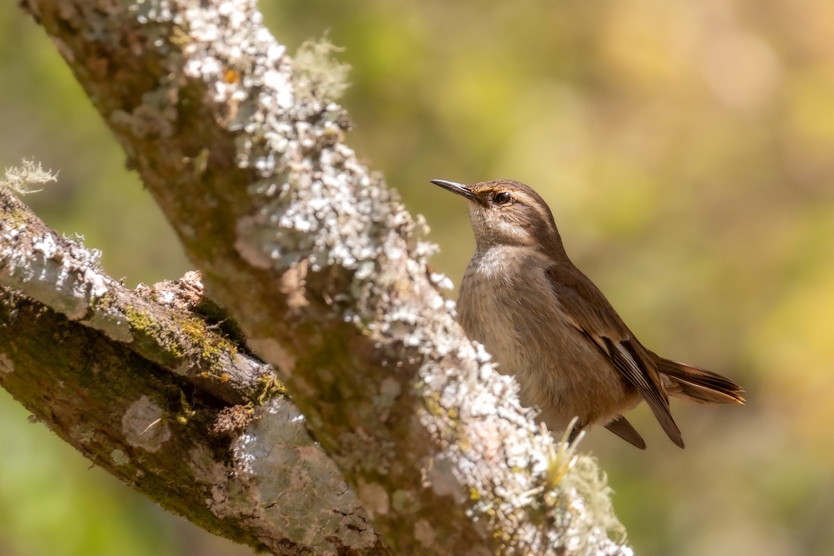 Cream-winged Cinclodes - Pablo Ramos