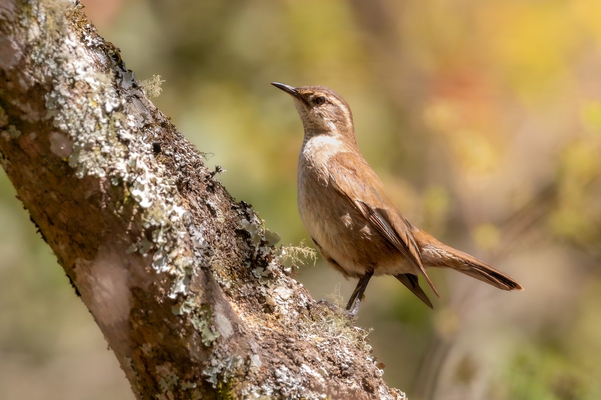 Cream-winged Cinclodes - ML610221068