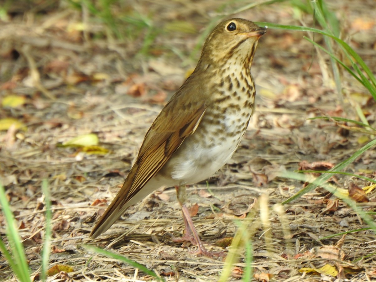 Swainson's Thrush (Olive-backed) - ML610221107