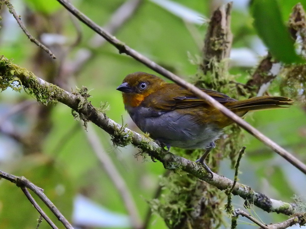 Short-billed Chlorospingus - Esteban Poveda