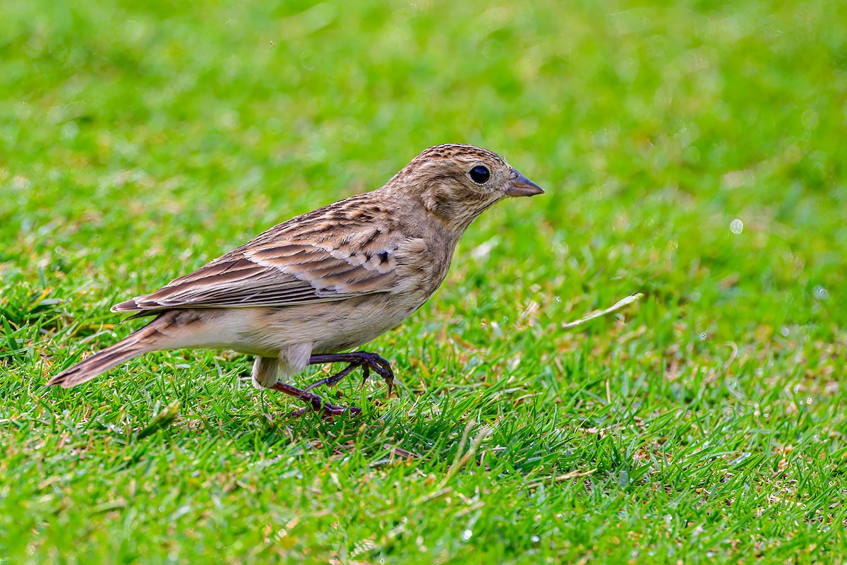 Chestnut-collared Longspur - ML610221169