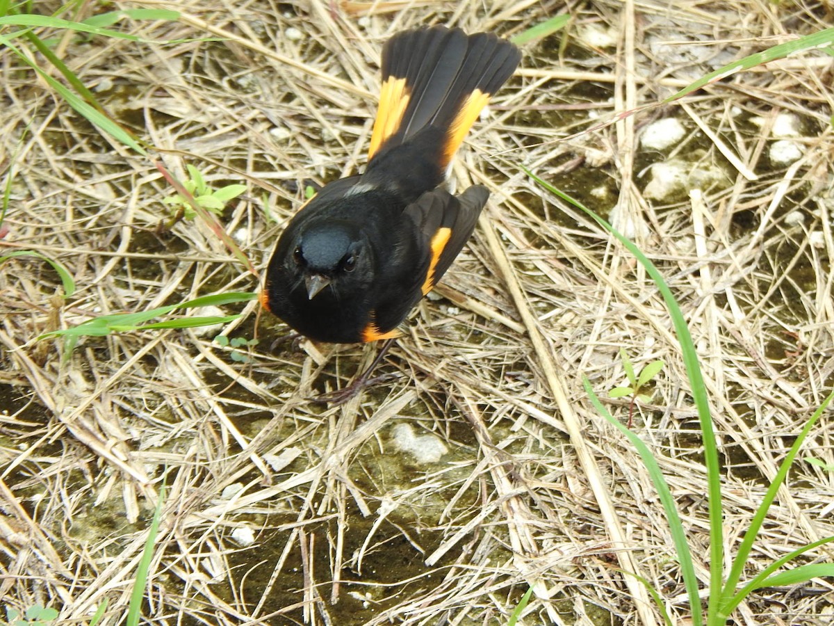 American Redstart - ML610221173