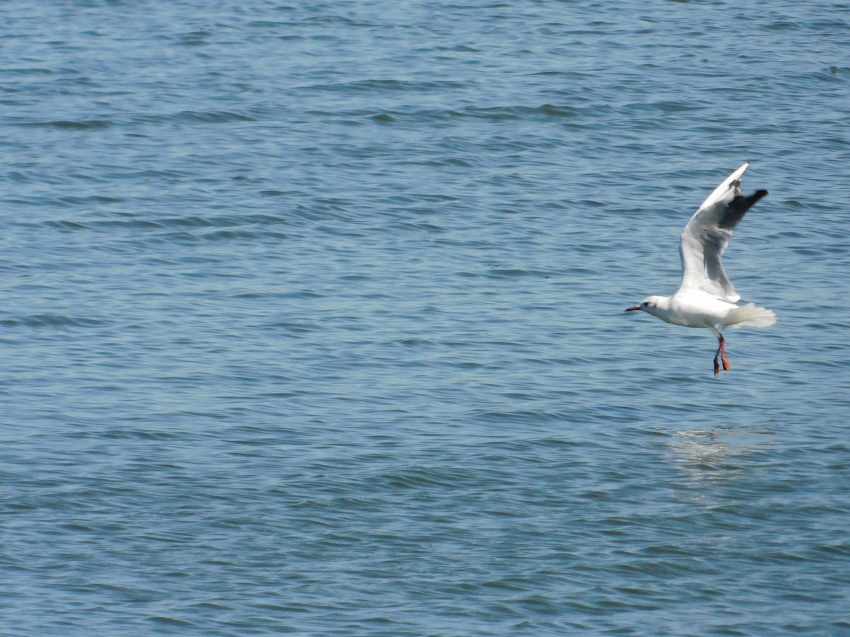 Black-headed Gull - Anna Yudina