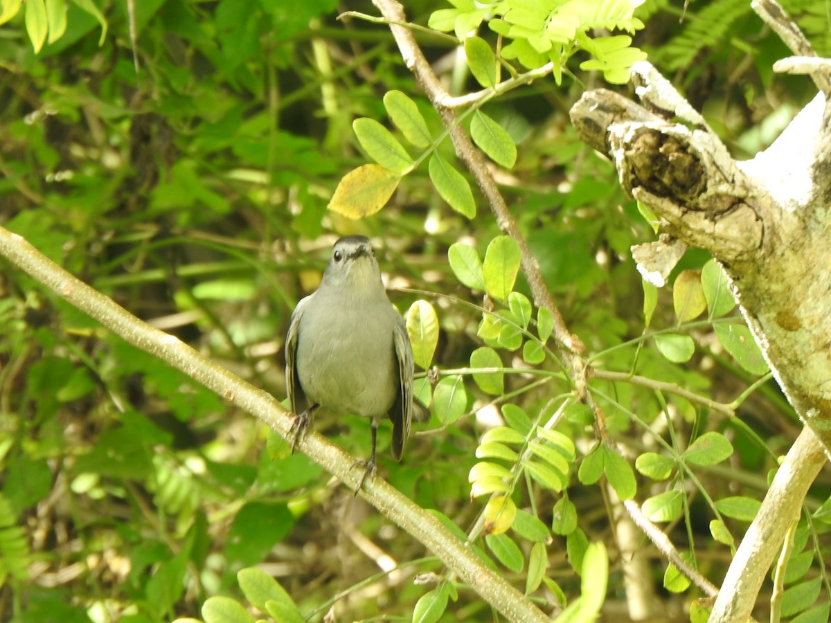 Gray Catbird - ML610221404