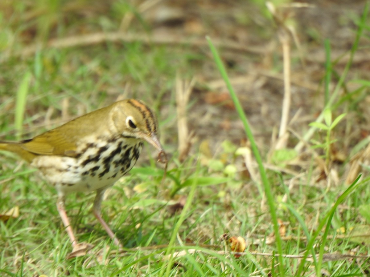 Ovenbird - ML610221462