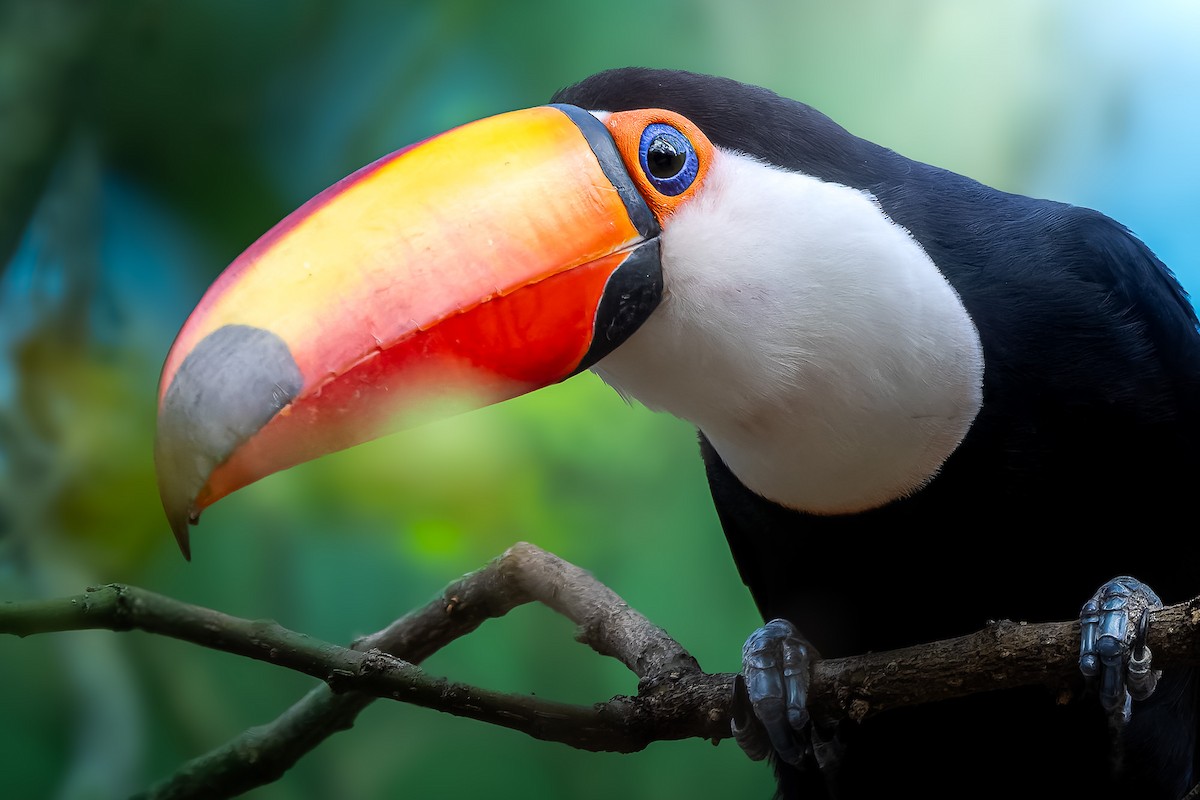 Toco Toucan - ML610221469