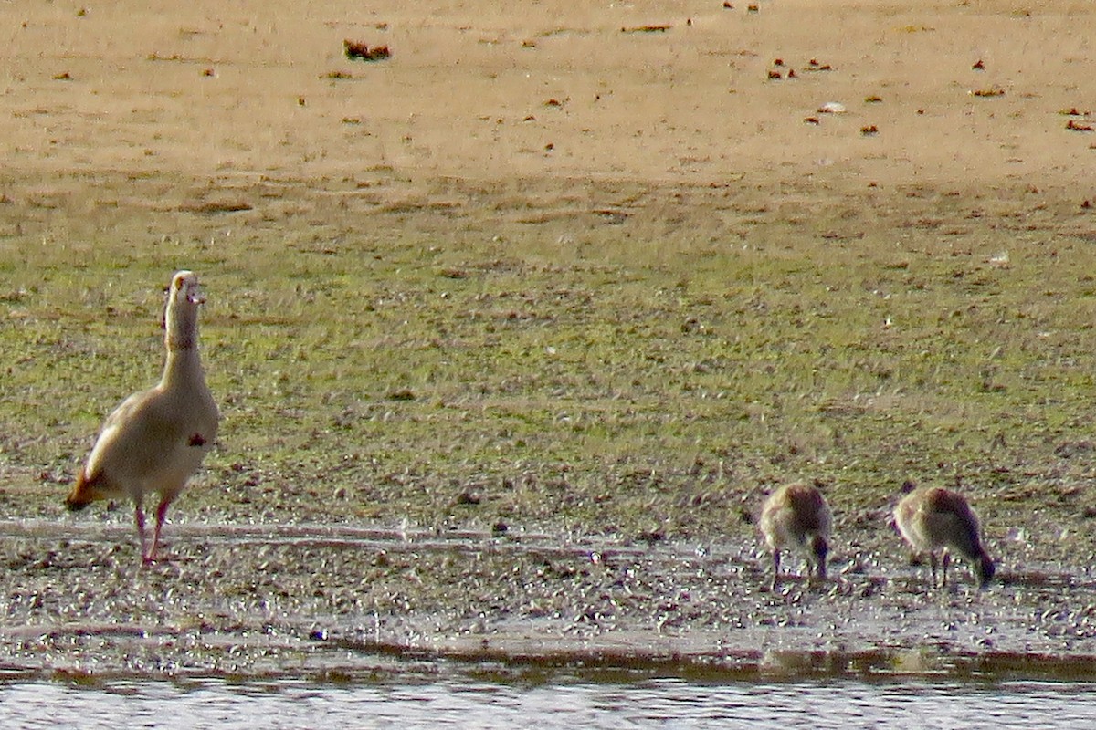 Egyptian Goose - ML610221496