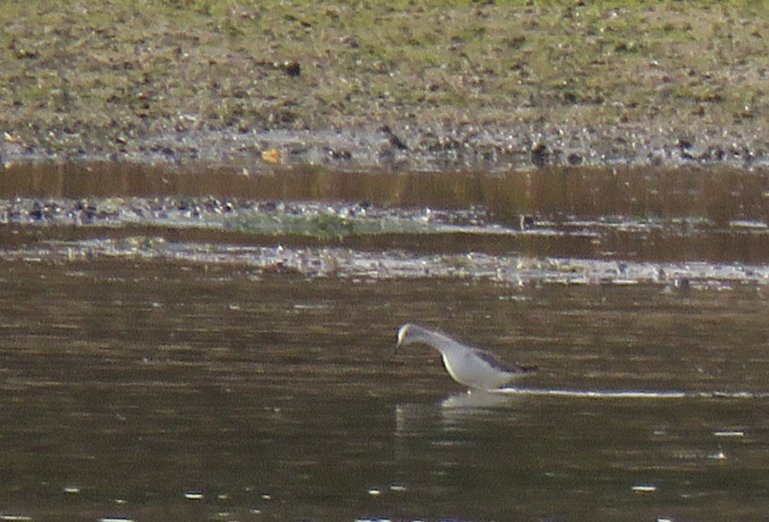 Common Greenshank - ML610221501