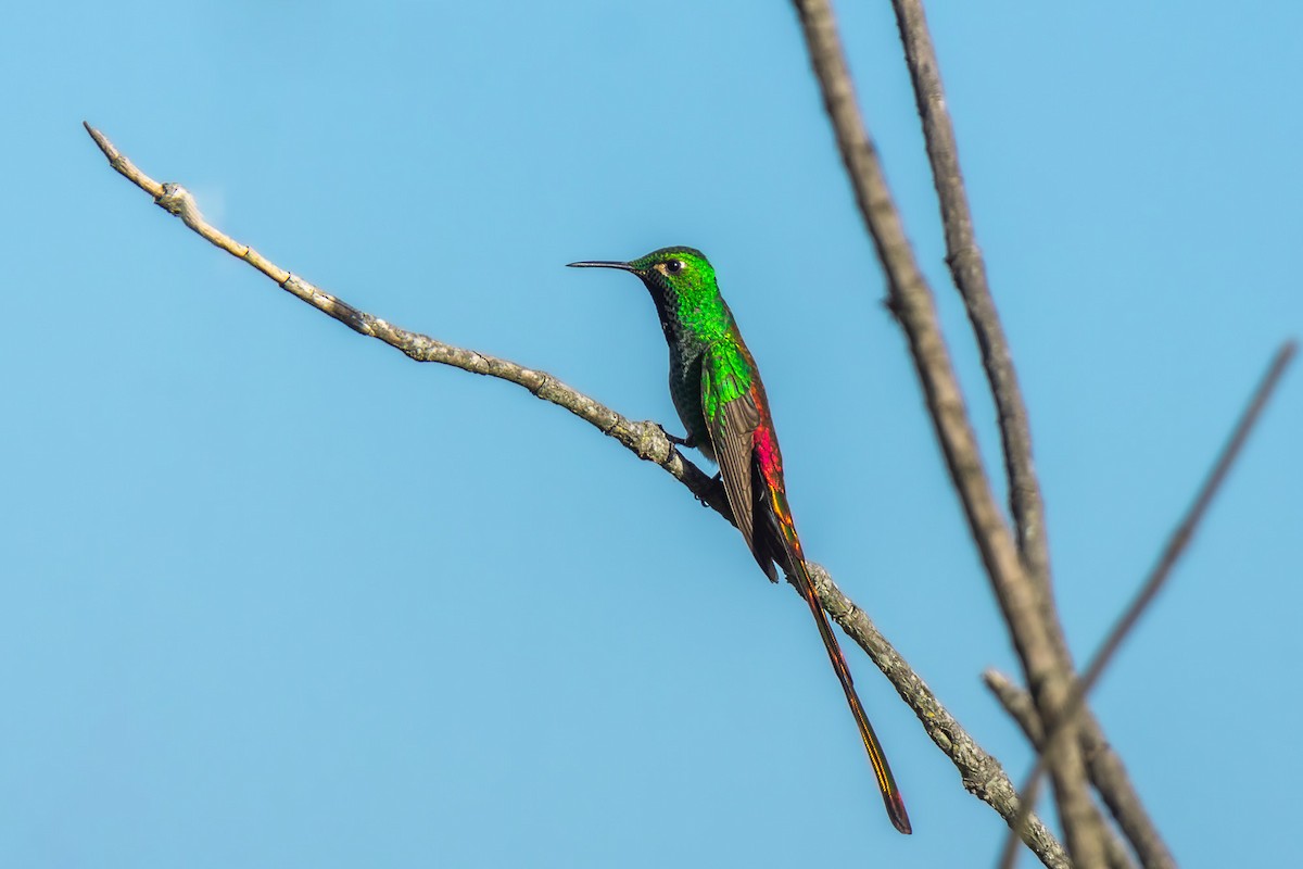 Colibrí Cometa - ML610221582