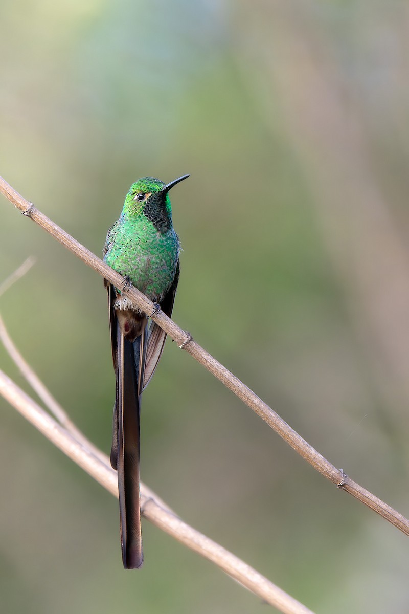 Red-tailed Comet - ML610221583