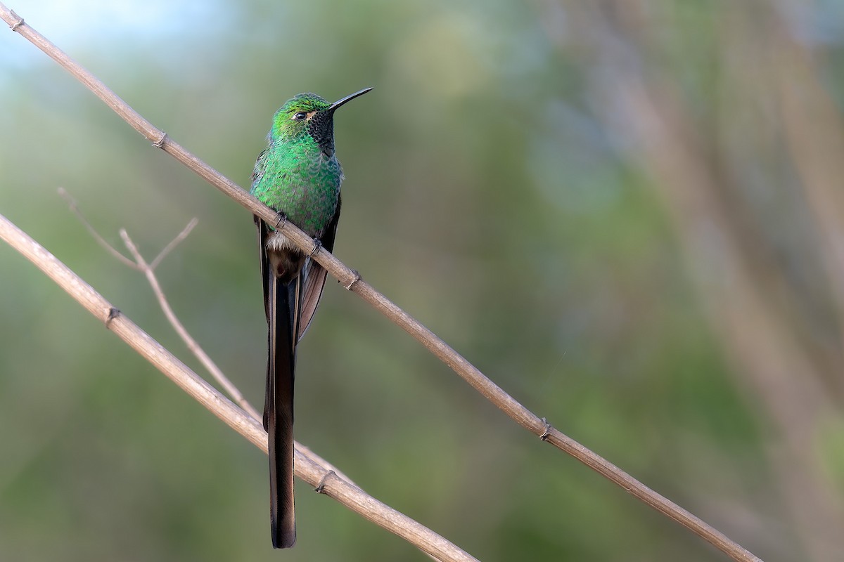 Red-tailed Comet - ML610221584