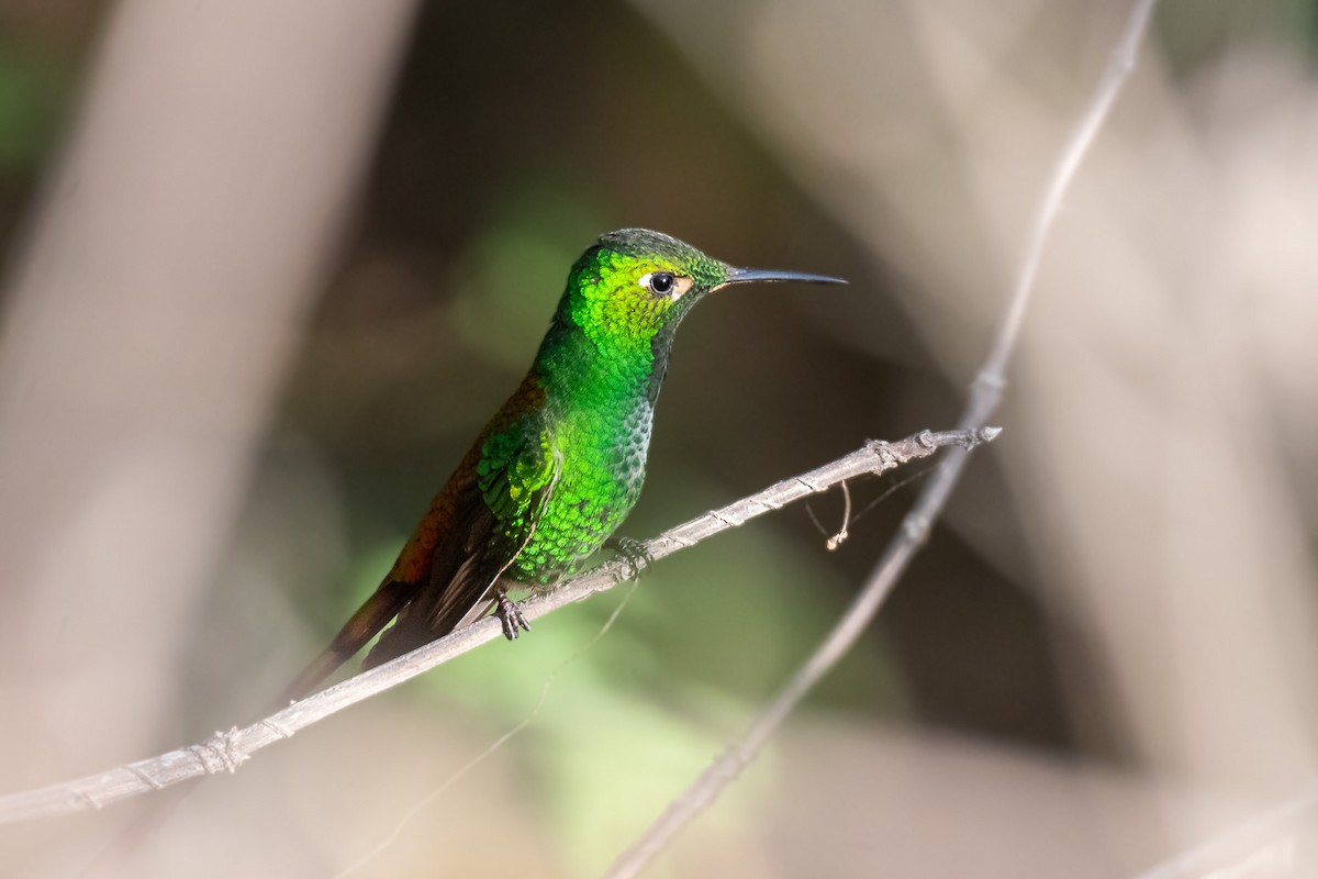 Colibrí Cometa - ML610221586