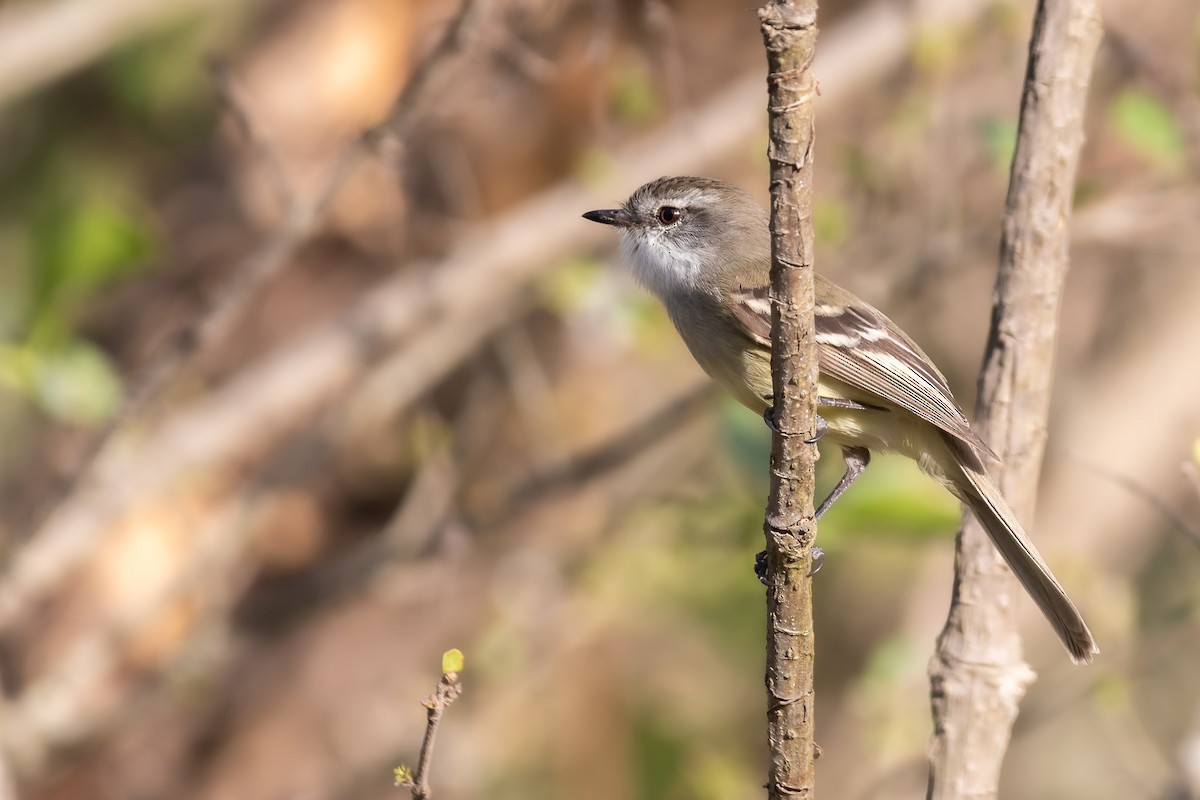 White-throated Tyrannulet - Pablo Ramos